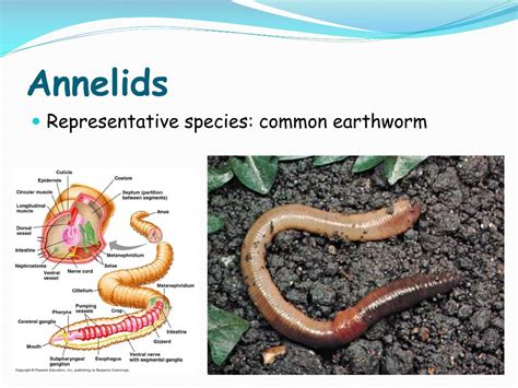 how are schistosomes similar to annelids